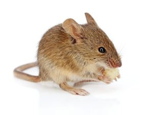 kotihiiri Mus musculus hiiri syö juustoa