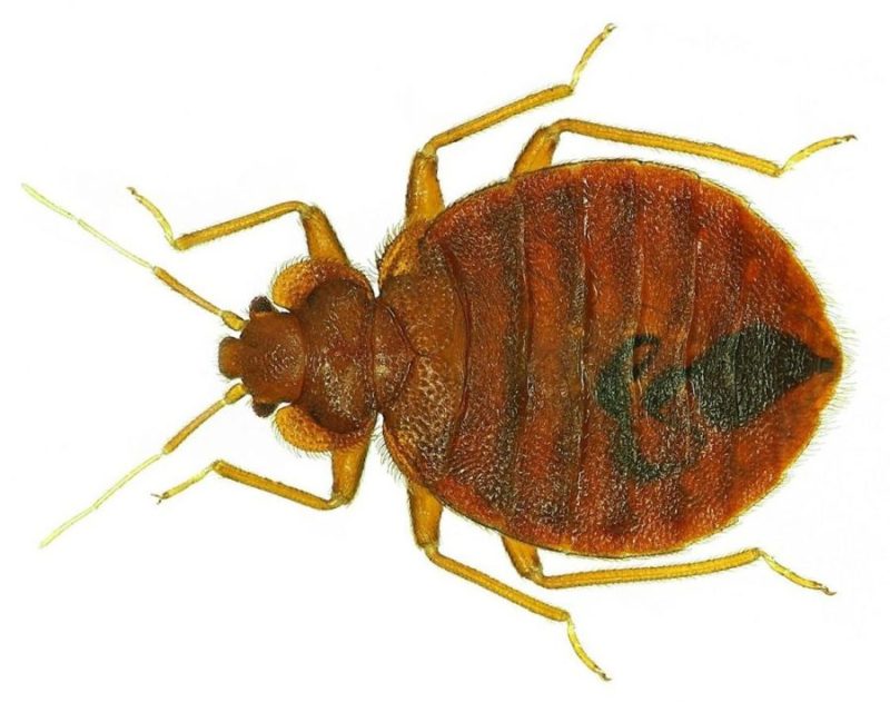 Lutikka-lude-seinälude-Cimex-lectularius-tuholainen