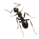 sokerimuurahainen Lasius niger