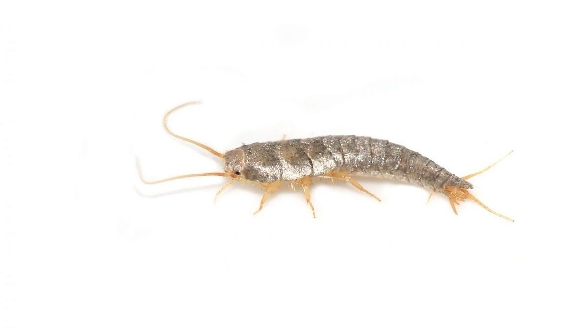 Sokeritoukka Lepisma saccharina