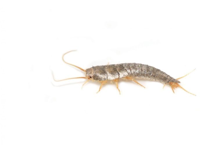 Sokeritoukka Lepisma saccharina