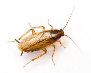 Close up blattella germanica german cockroach isolated on white.