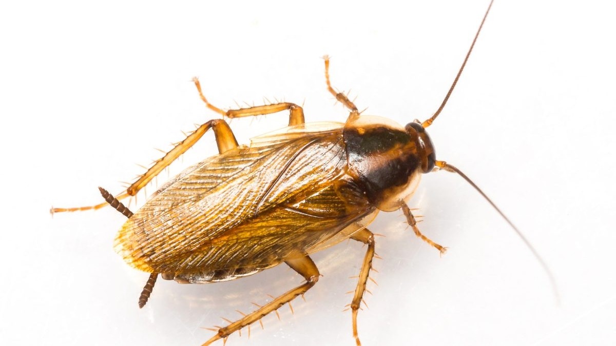 Close up blattella germanica german cockroach isolated on white.