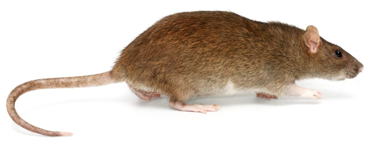 rotta isorotta kävelee valkoisella taustalla.